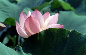 Flower1-011.jpg
